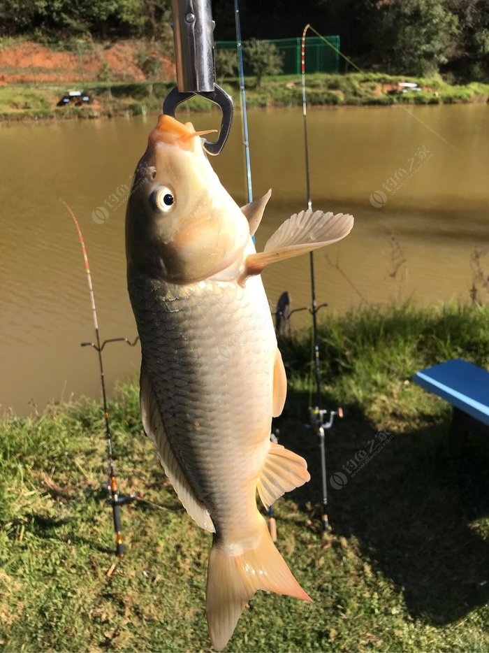 安陸釣魚網_安陸釣魚王魚竿直營店_安陸釣魚吧