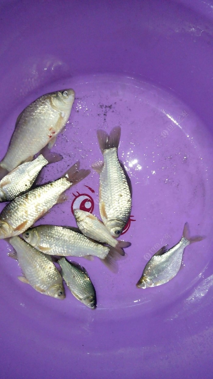 釣鯉魚魚鉤用幾號_釣鯉魚用什么魚鉤最好_釣鯉魚魚鉤好用嗎