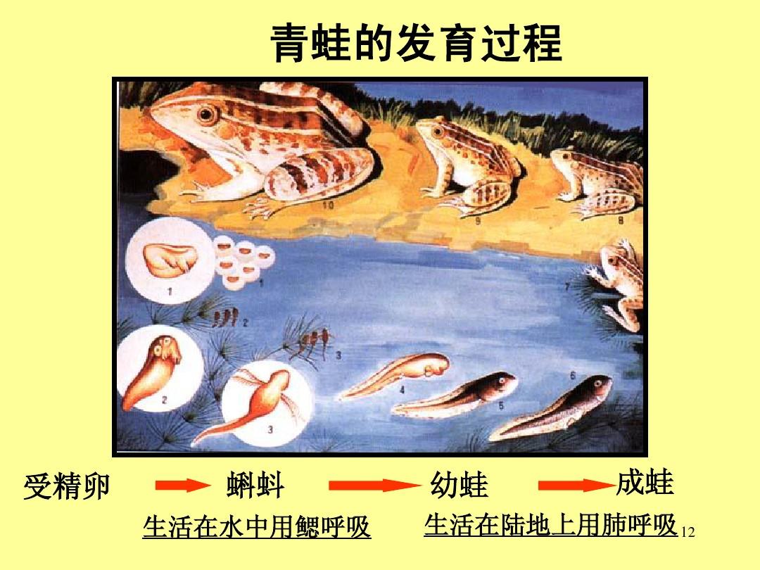 版納魚螈是什么動物_版納魚螈是兩棲動物嗎_版納魚螈是什么
