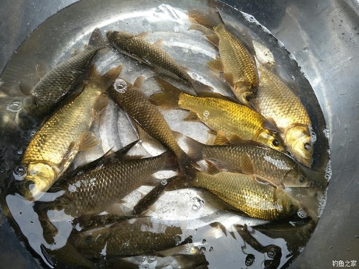 冬季草魚用什么魚餌最好釣_專攻冬季草魚餌料配方_冬季釣草魚加什么小藥合適