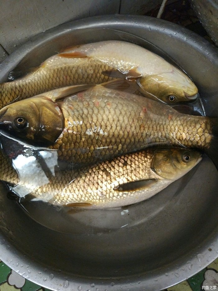冬季釣草魚加什么小藥合適_冬季草魚用什么魚餌最好釣_專攻冬季草魚餌料配方