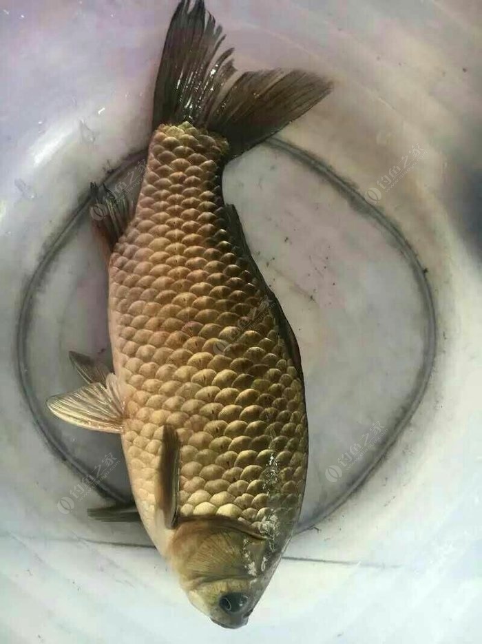 冬季釣草魚加什么小藥合適_專攻冬季草魚餌料配方_冬季草魚用什么魚餌最好釣