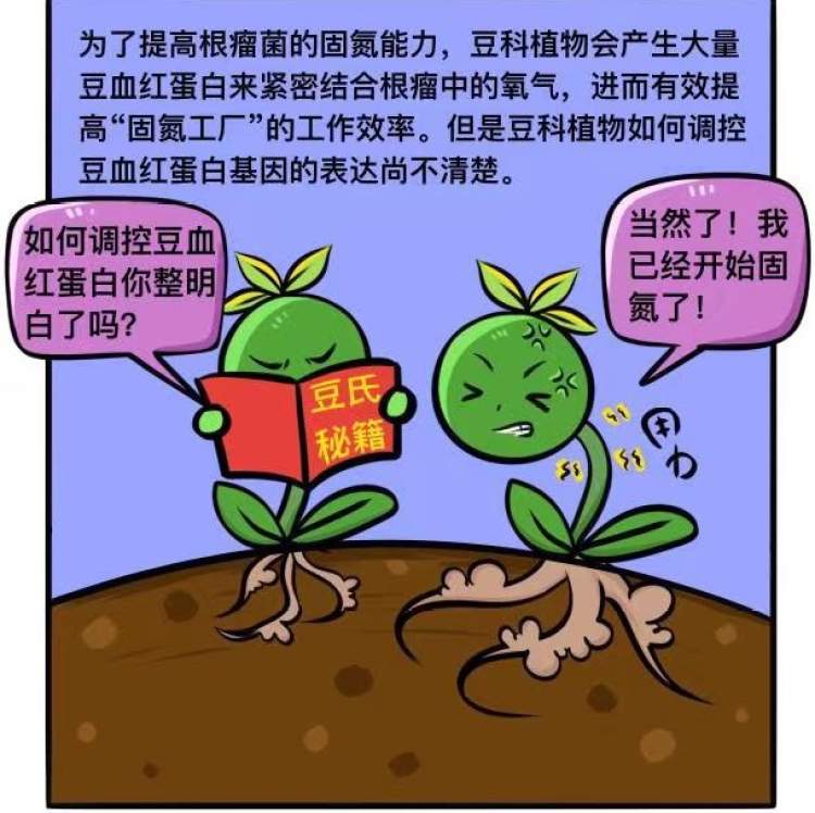 鯉魚design_鯉魚啵是什么意思_建鯉是什么魚
