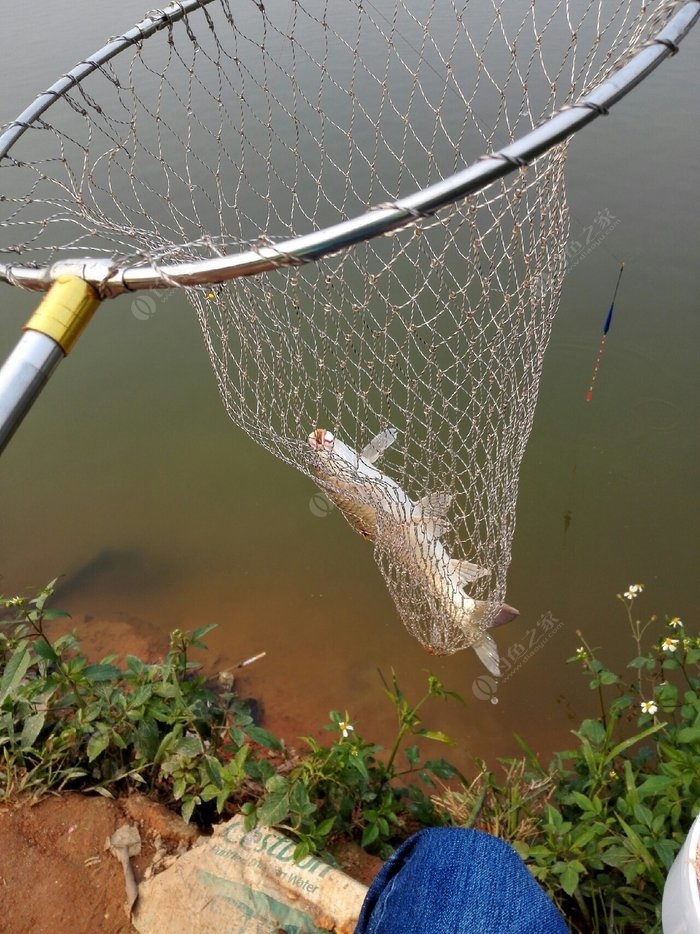 如何釣鳡魚操作手法方法視頻_最簡單的釣鯔魚方法_釣鯪魚的技巧和方法