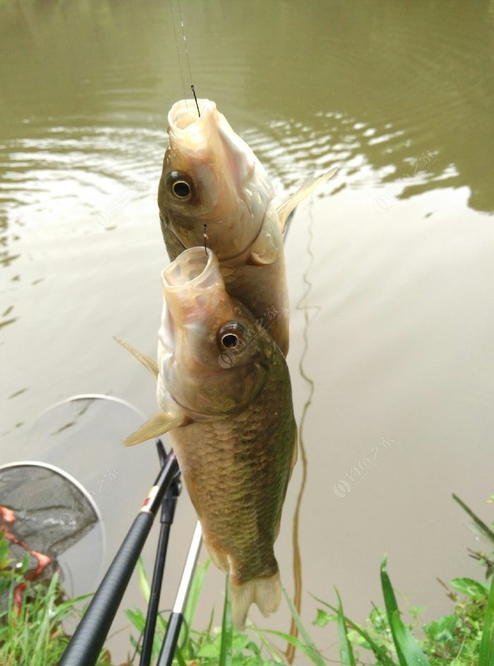 最簡單的釣鯔魚方法_釣鯪魚的技巧和方法_如何釣鳡魚操作手法方法視頻