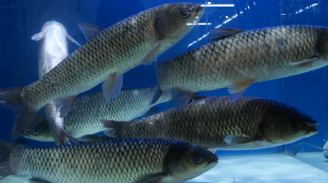 野生鯽魚多少錢一斤_野生鯽魚多少錢一斤_野生鯽魚多少錢一斤