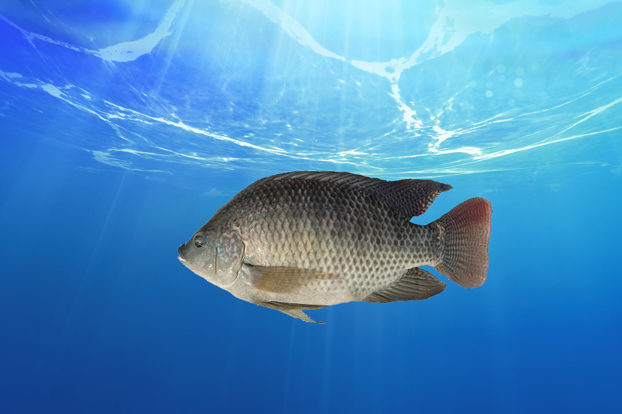 為什么說吃羅非魚有害_吃羅非魚的危害_吃羅非魚對身體好嗎