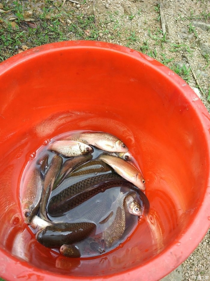 釣草魚技巧視頻_釣草魚技巧_釣草魚技巧大全