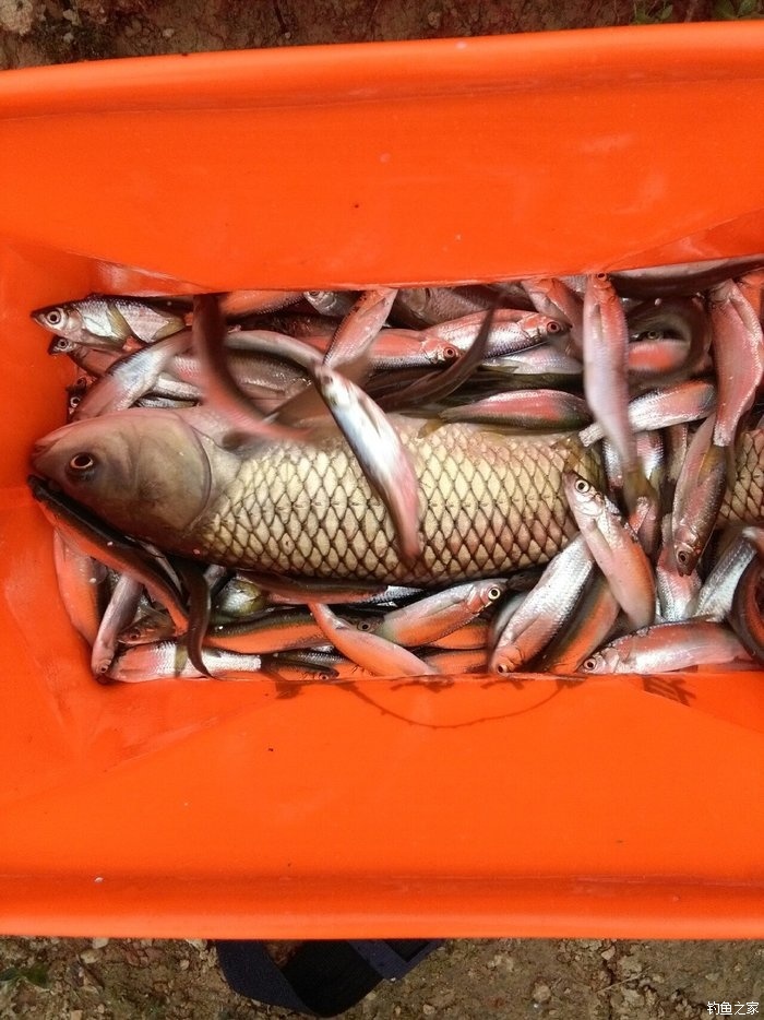 釣草魚技巧視頻_釣草魚技巧_釣草魚技巧大全