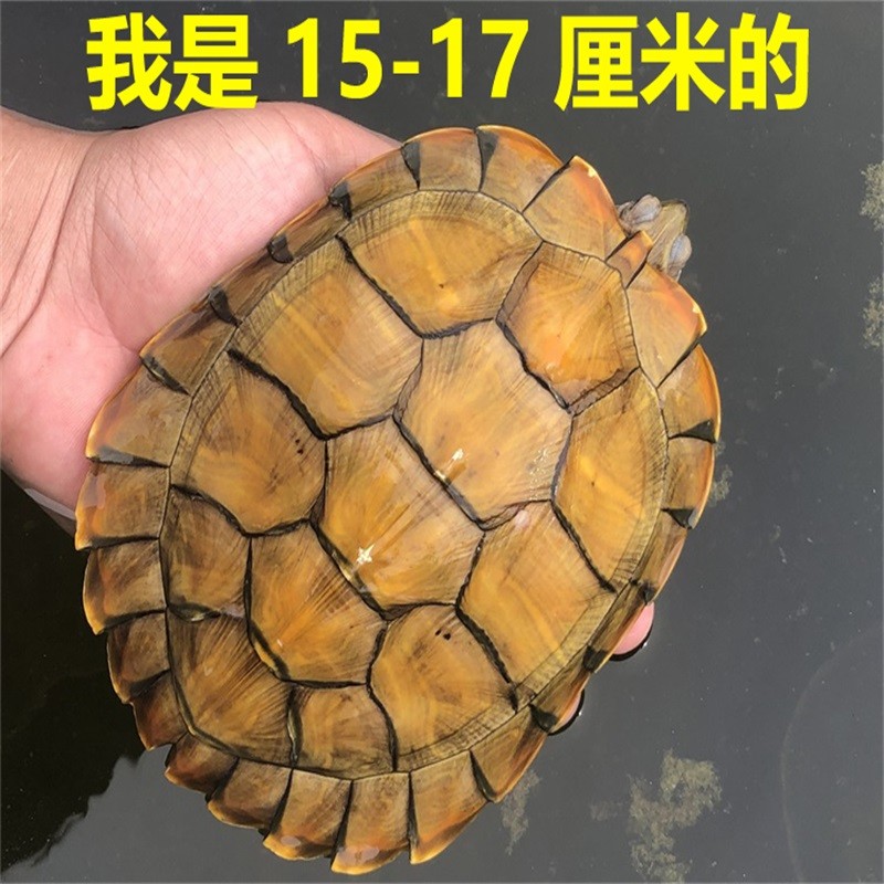 烏龜的壽命有多長_烏龜壽命多久_烏龜壽命一般都多長