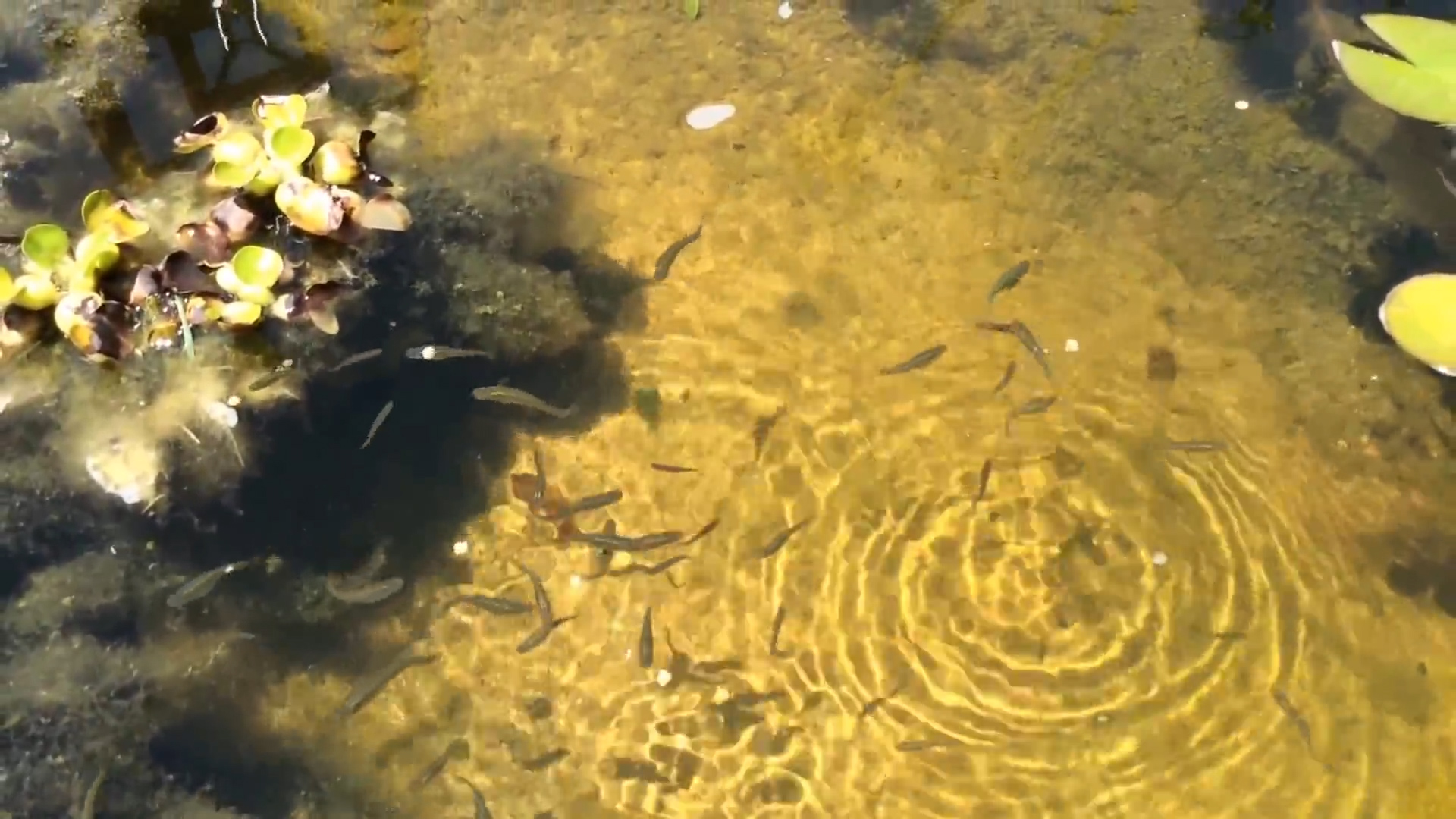 翹殼魚是海魚還是河魚_翹殼魚的殼怎么寫_翹殼魚是什么魚