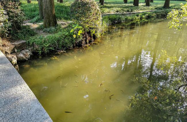 翹殼魚是海魚還是河魚_翹殼魚是什么魚_翹殼魚的殼怎么寫