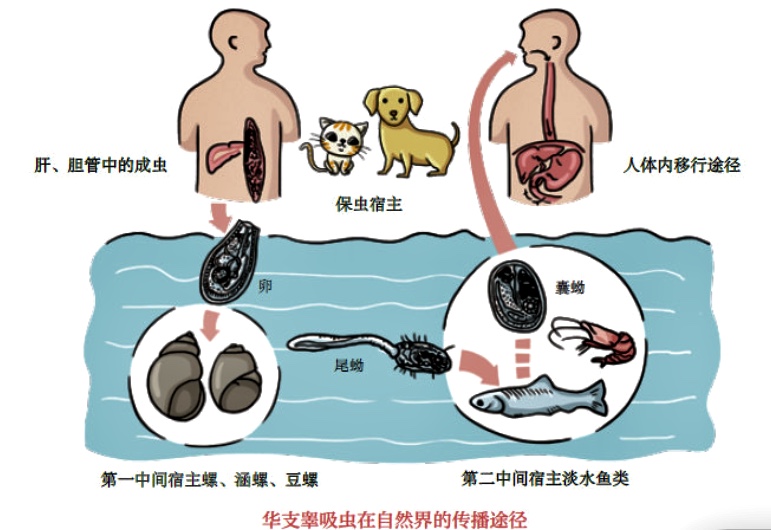 養殖七星魚多少錢一斤_七星魚養殖_養殖七星魚怎么繁殖