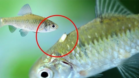 養殖七星魚多少錢一斤_養殖七星魚怎么繁殖_七星魚養殖
