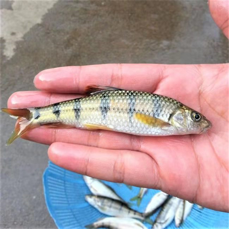 養殖七星魚怎么繁殖_七星魚養殖_養殖七星魚喂什么食物