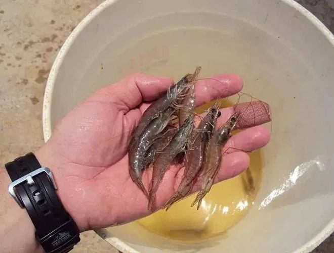 養殖七星魚怎么繁殖_養殖七星魚喂什么食物_七星魚養殖
