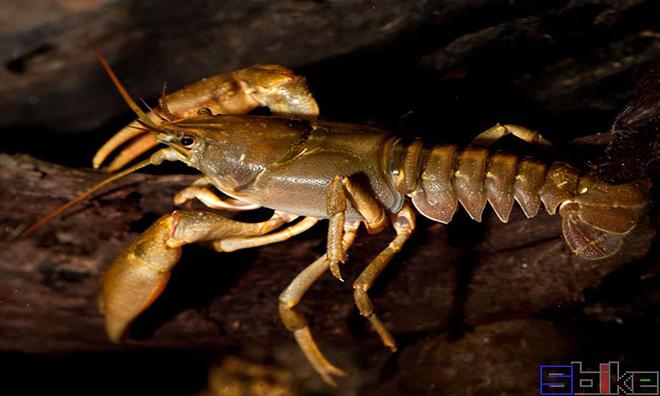 魚清道夫吃什么食物_清道夫是什么魚_魚清道夫大的好還是小的好