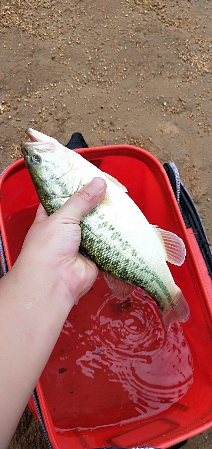 海釣鱸魚_鱸魚海釣圖片_鱸魚海釣季節