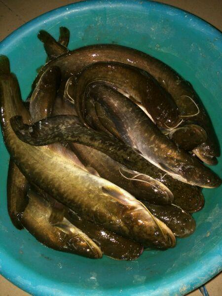 清江魚和鯰魚的區別_怎樣區分鯰魚和清江魚_鯰魚和清江魚是一種魚嗎