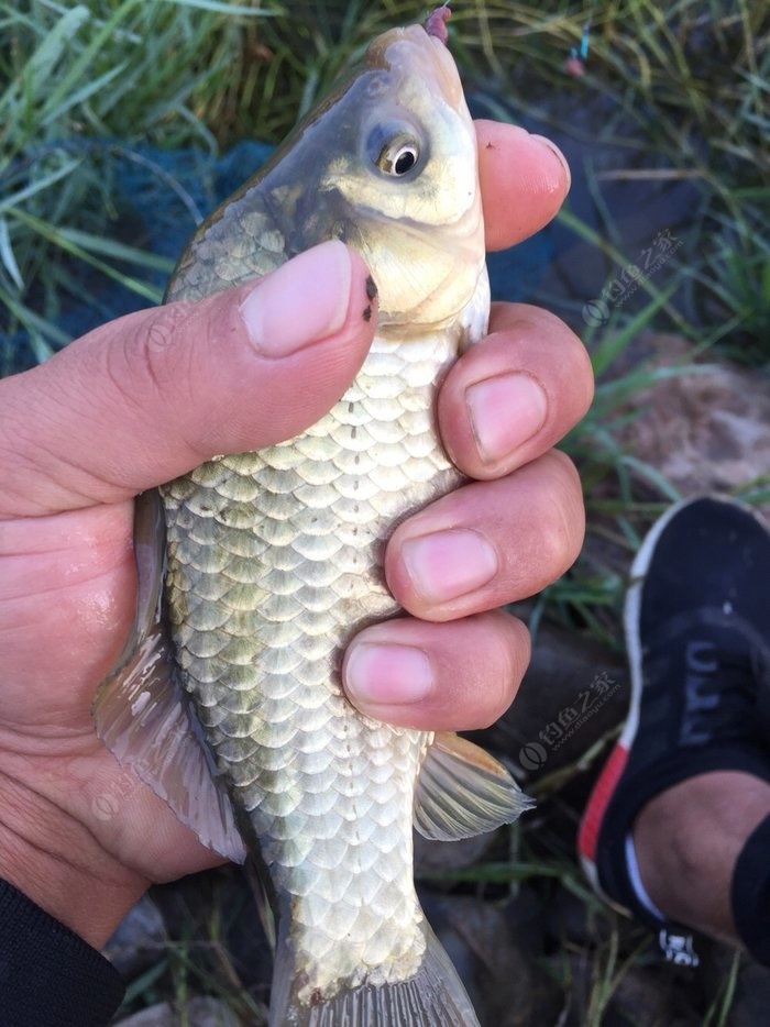 釣魚水庫秋季技巧圖片_釣魚水庫秋季技巧視頻_秋季水庫釣魚技巧