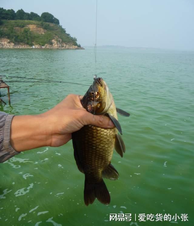垂釣鯽魚的技巧_垂釣鯽魚技巧視頻教程_鯽魚的垂釣技巧