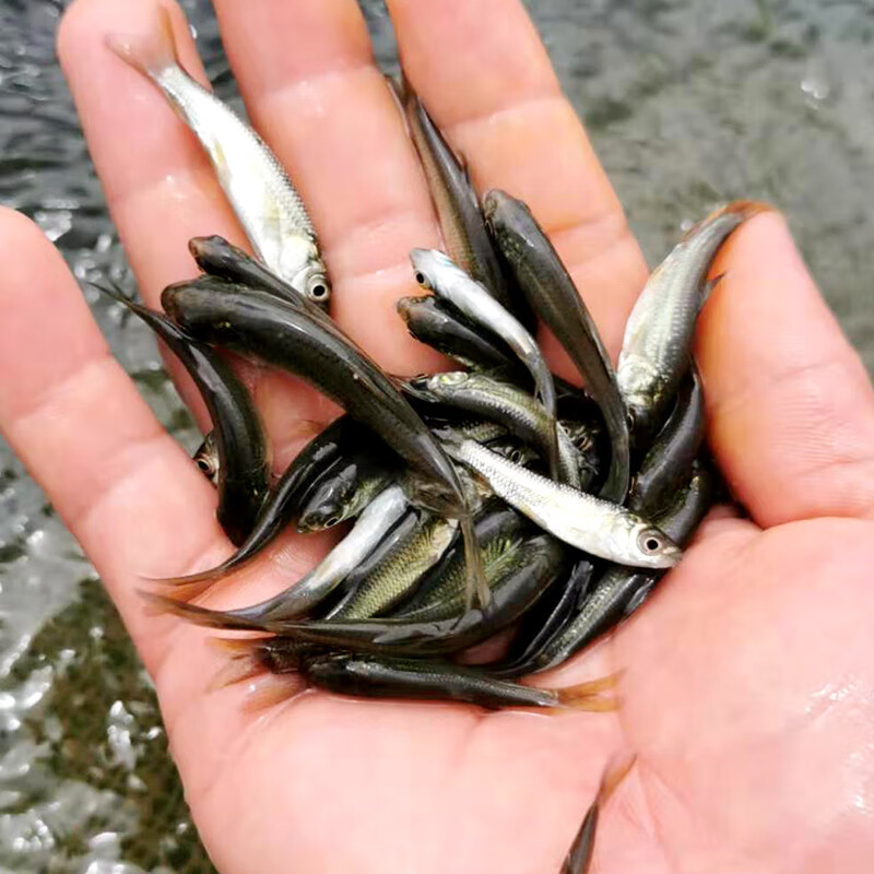 青魚是哪種魚_青魚是啥子魚_青魚是什么魚