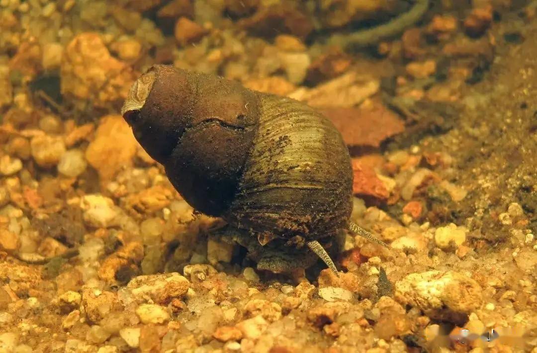 大青魚圖片還有什么名_青魚圖片鯖魚_青魚圖片大全
