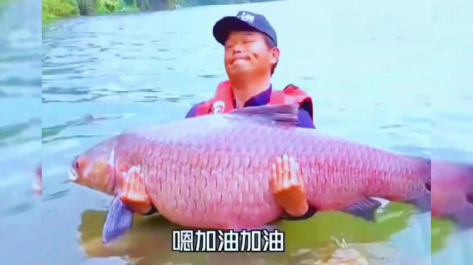 青魚怎么釣_釣青魚用什么餌料最好_釣青魚怎么調漂最好