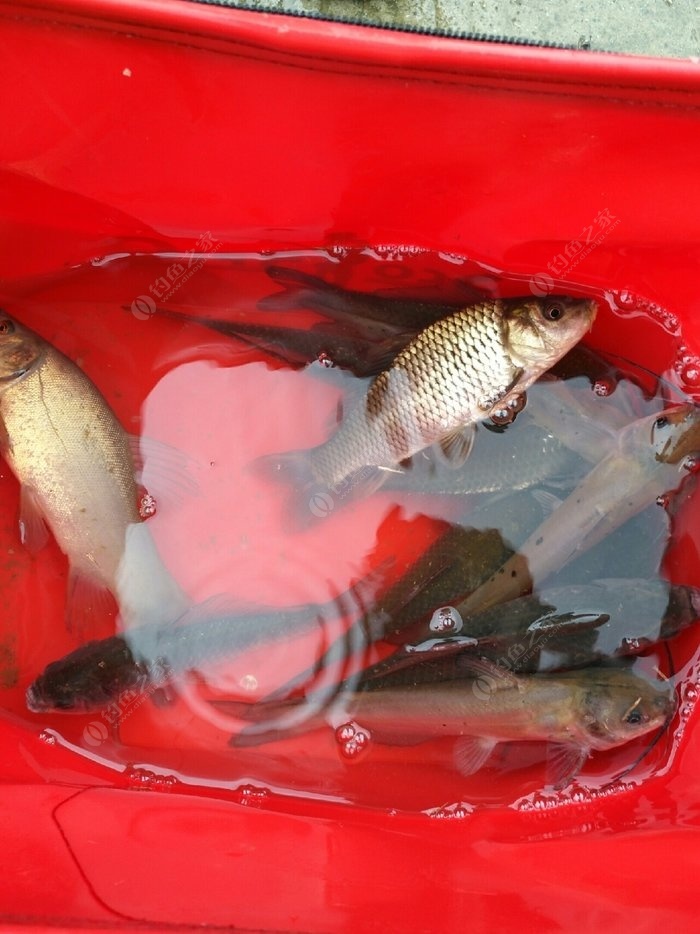 深圳海釣_海釣_海釣專用快艇價格