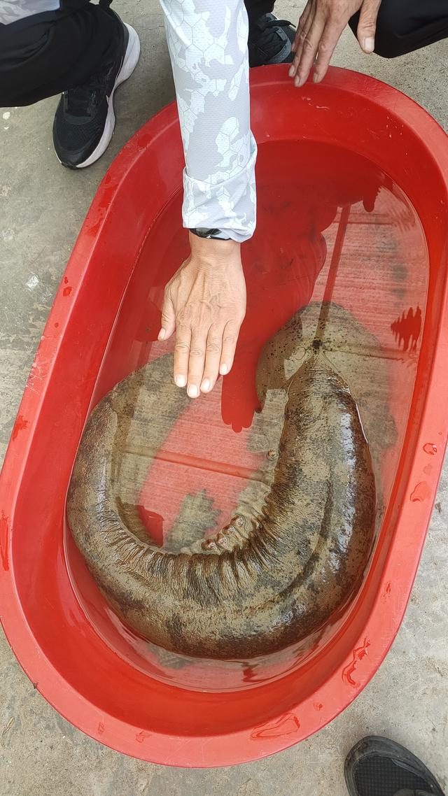 清江魚產地_清江魚產自什么地方_清江魚哪產的