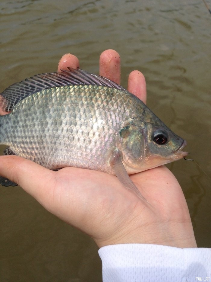 春季釣魚技巧全知識_釣魚春季技巧知識_釣魚春季技巧知識講解