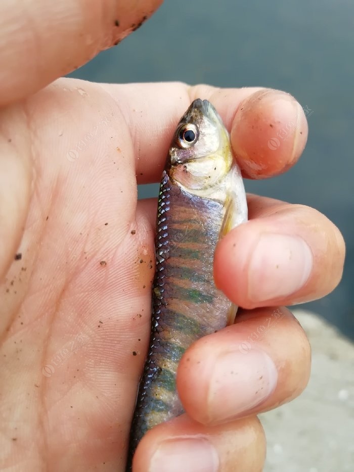 釣魚春季技巧知識_釣魚春季技巧知識講解_春季釣魚技巧全知識