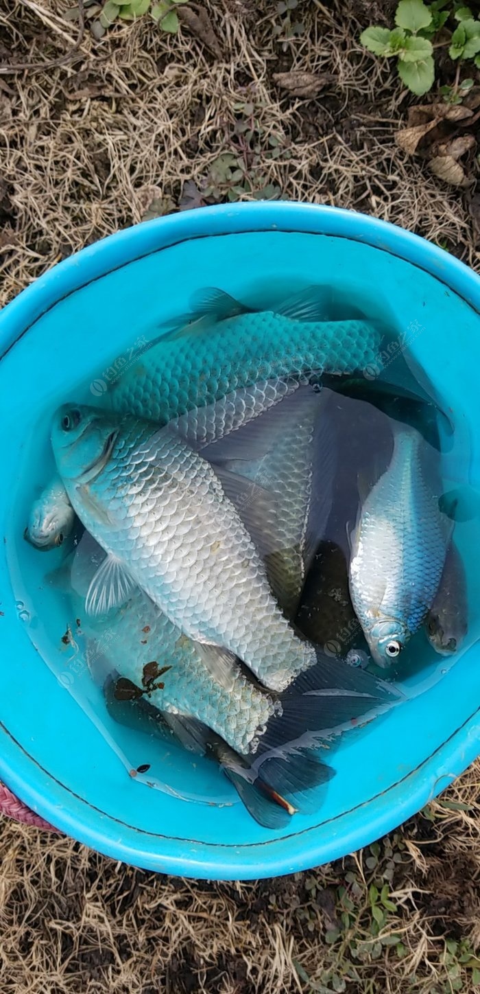 冬釣鯽魚_釣鯽魚冬天用什么餌料最好_釣鯽魚冬天可以用甜香餌嗎