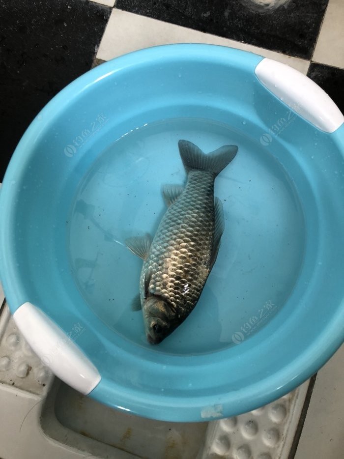 冬釣鯽魚_釣鯽魚冬天用什么餌料最好_釣鯽魚冬天可以用甜香餌嗎