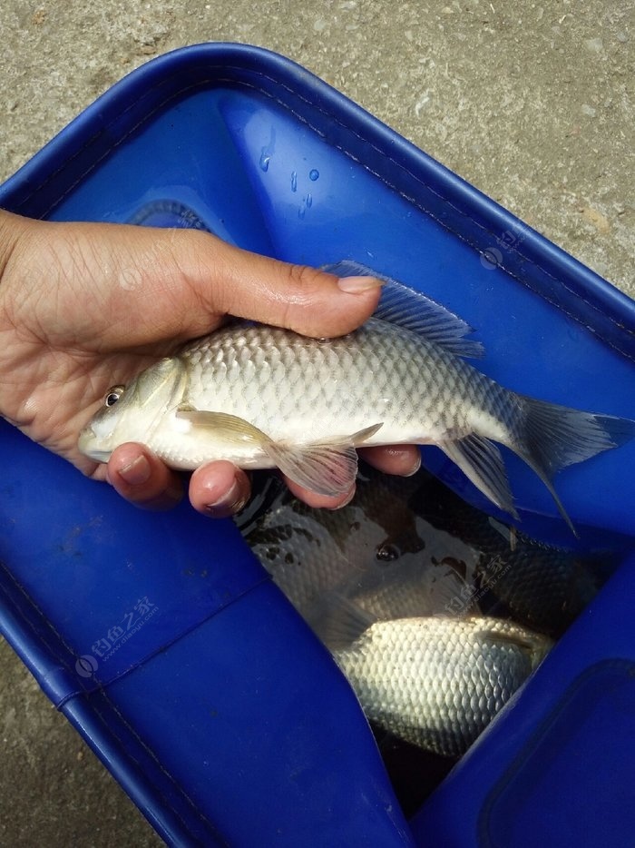 鯽魚湯的功效與作用_鯽魚_鯽魚豆腐湯的正確做法