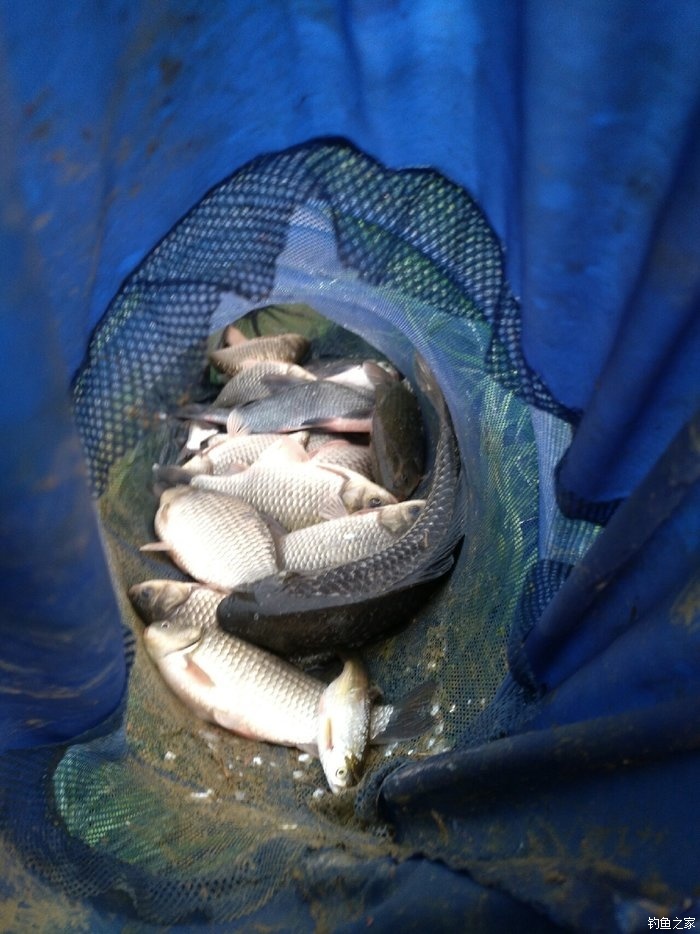 鯽魚湯的功效與作用_鯽魚_鯽魚豆腐湯的正確做法