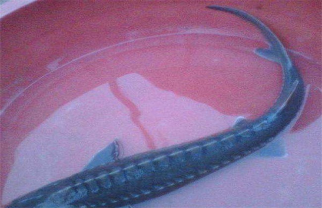 鱘魚多少錢一斤_鱘魚多少錢一斤_鱘魚多少錢一斤