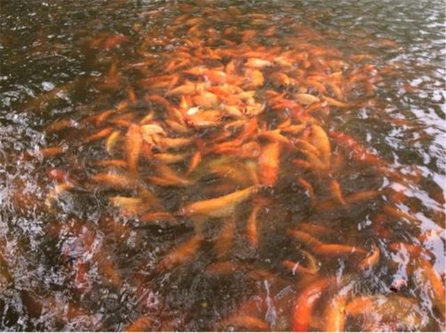 鯽魚 1萬多斤的魚被裝在沒有水箱子后傾家蕩產