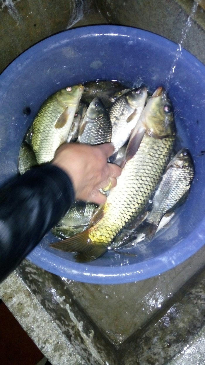 鯉魚冬季怎么釣_冬季釣鯉魚技巧_釣鯉魚冬季技巧視頻