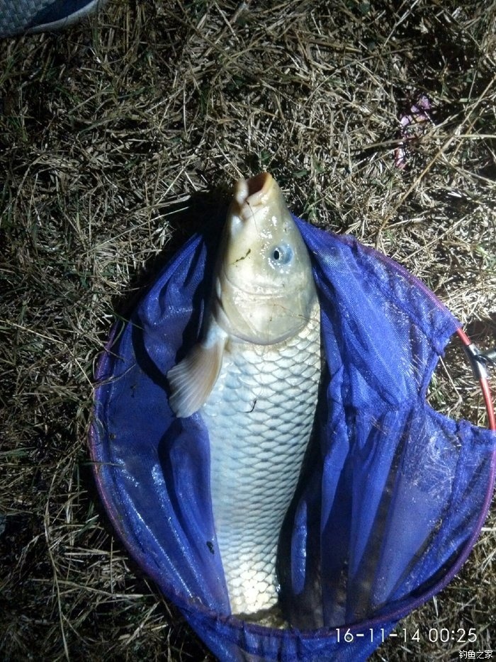 釣鯉魚冬季技巧視頻_冬季釣鯉魚技巧_鯉魚冬季怎么釣