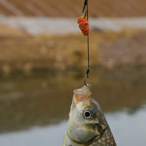 垂釣鯽魚_垂釣鯽魚批發_垂釣鯽魚的最佳溫度