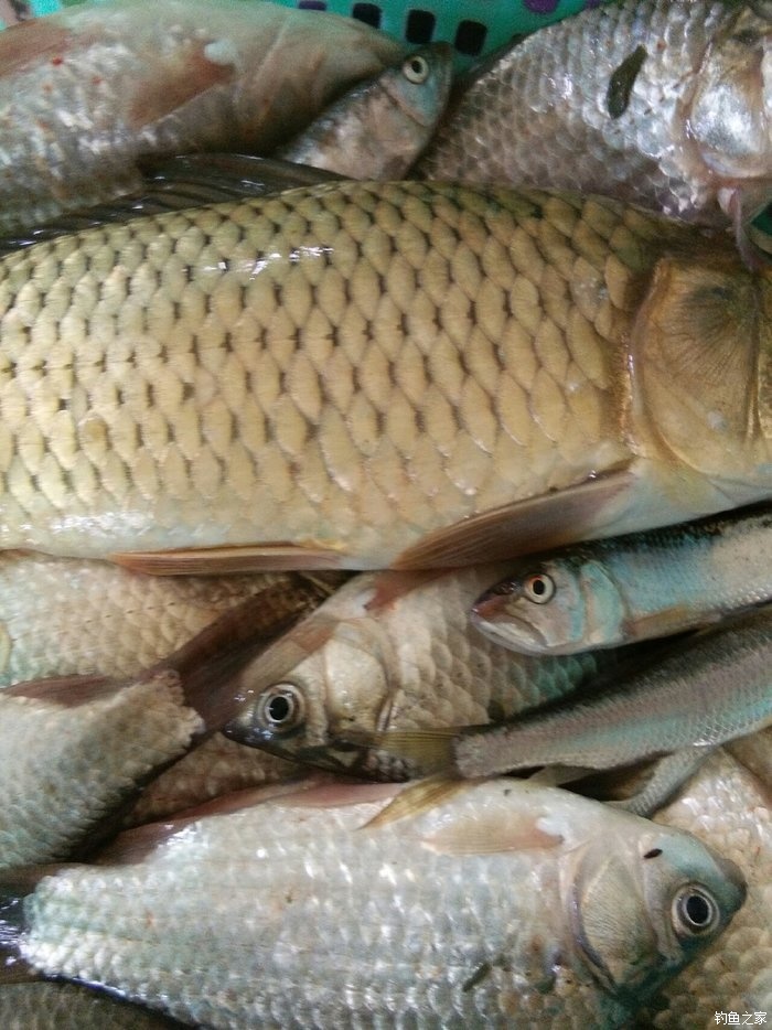 垂釣鯽魚批發_垂釣鯽魚的最佳溫度_垂釣鯽魚