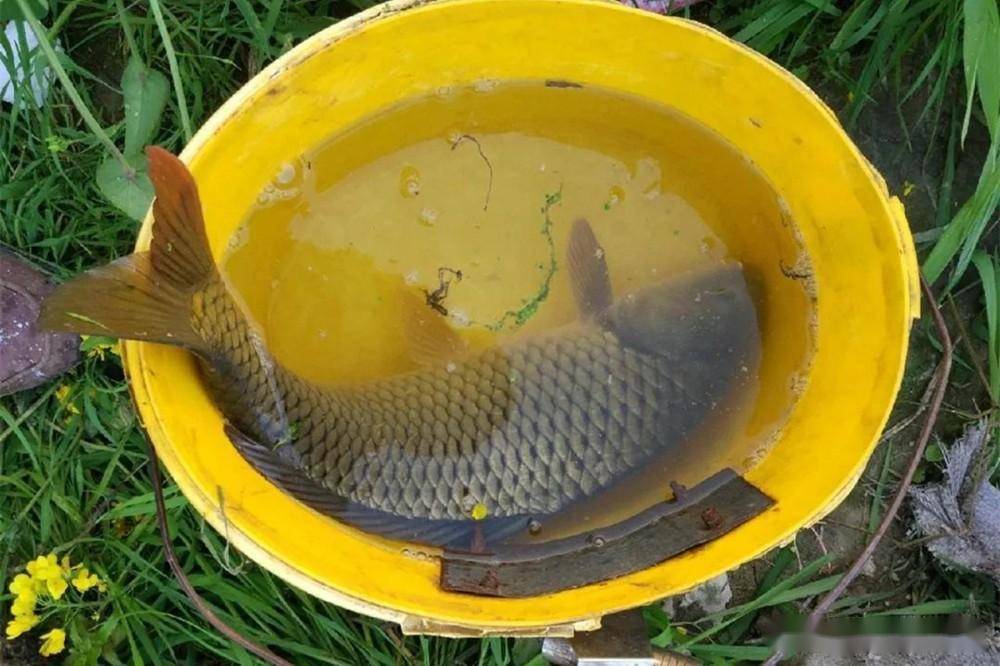釣魚小藥配方_釣魚配方小藥怎么配_釣魚小藥配方大全