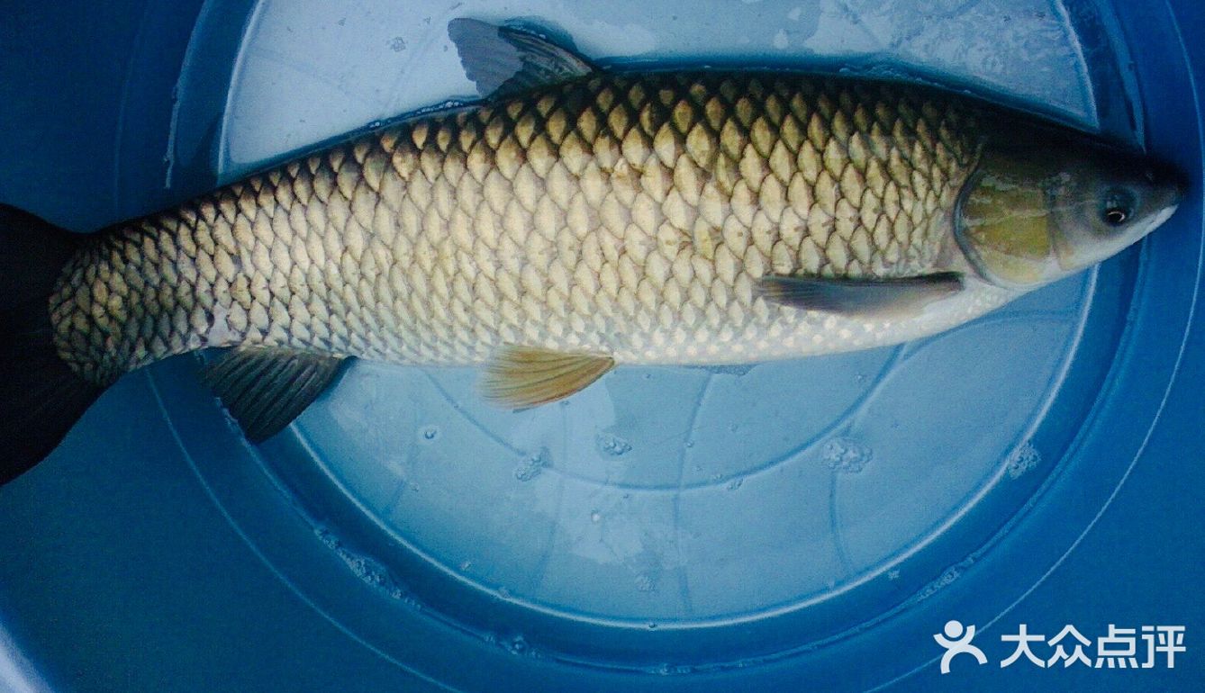家常鯽魚做法_家常鯽魚湯的做法_家常鯽魚
