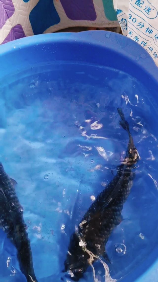 家常鯽魚_家常鯽魚做法_家常鯽魚湯的做法