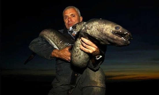 撒旦鴨嘴_撒旦鴨嘴魚生長速度_撒旦鴨嘴魚怎么養