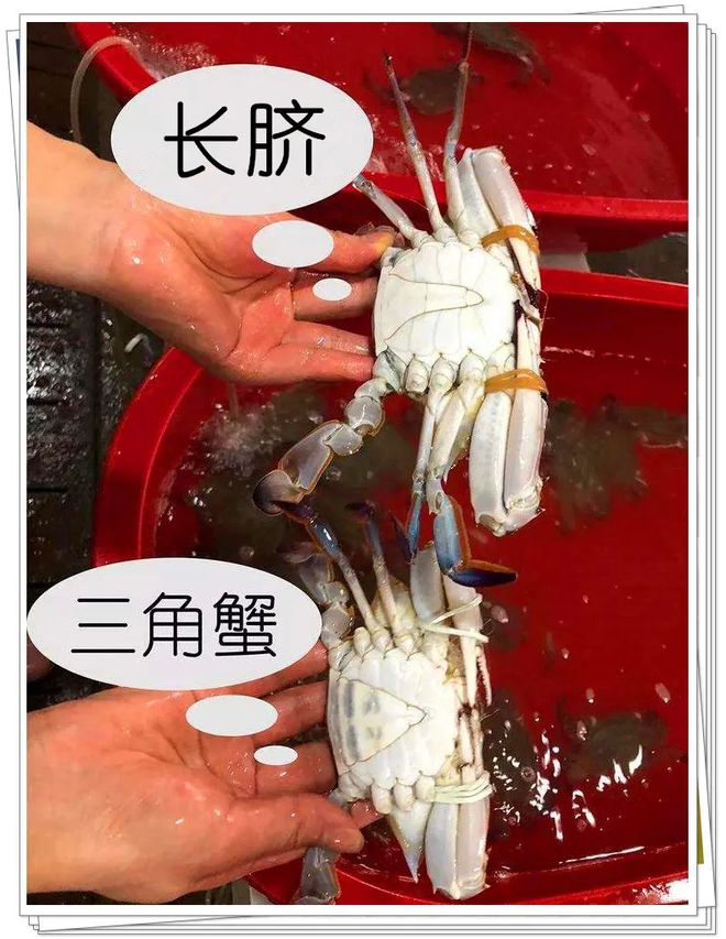 三疣梭子蟹_多疣梭子蟹_疣梭子蟹怎么讀