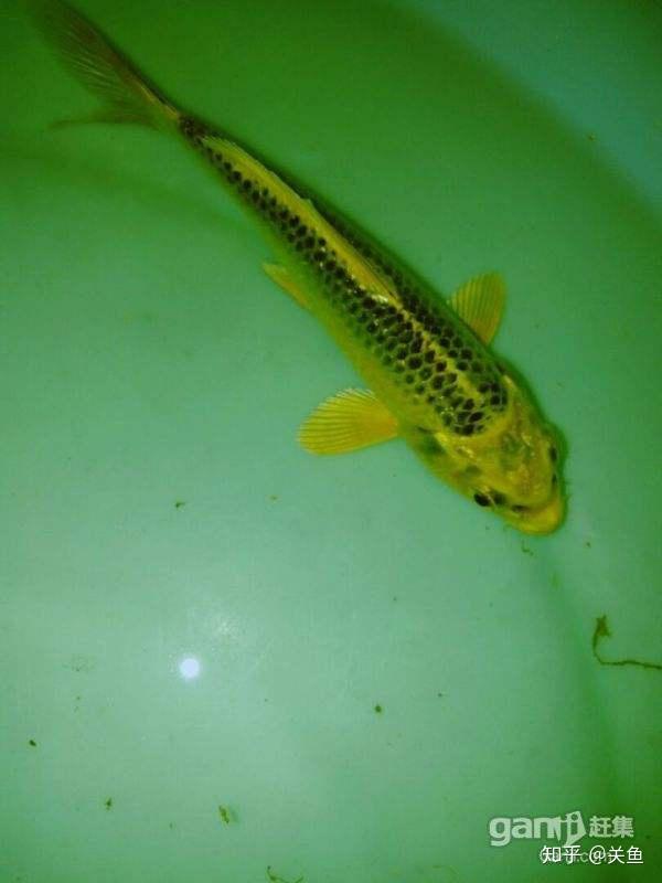 錦鯉魚品種_錦鯉品種大全_各種錦鯉魚