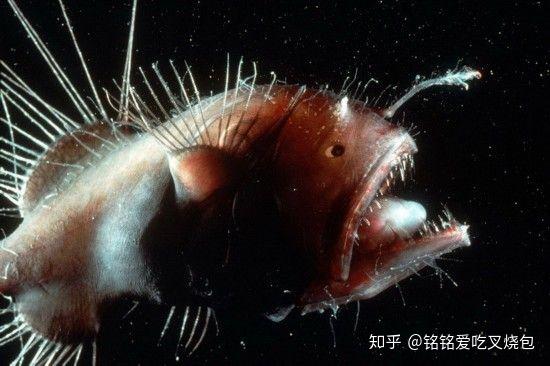 鯊魚呼吸器_鯊魚呼吸器官是什么_鯊魚用什么呼吸
