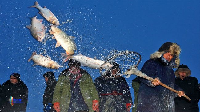 黃河鯉魚的特點_黃河鯉魚_黃河鯉魚和普通鯉魚的區別